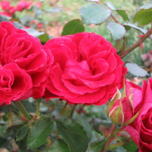 Strauchrose 'Tornella'®